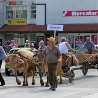 Iz Merč so pripeljali čupo, s kakršno so lovili slovenski ribiči na 
Tržaškem. 
