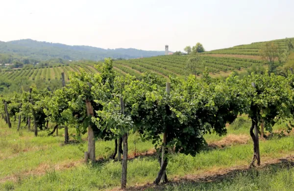 Vse več obiskovalcev prihaja v Vipavsko dolino  zaradi dobrega 
vina in kulinarike.