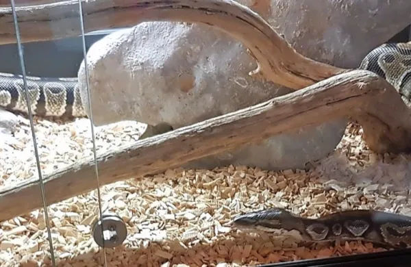 Kraljeve pitonke Bajse še ni nazaj v domačem terariju. 