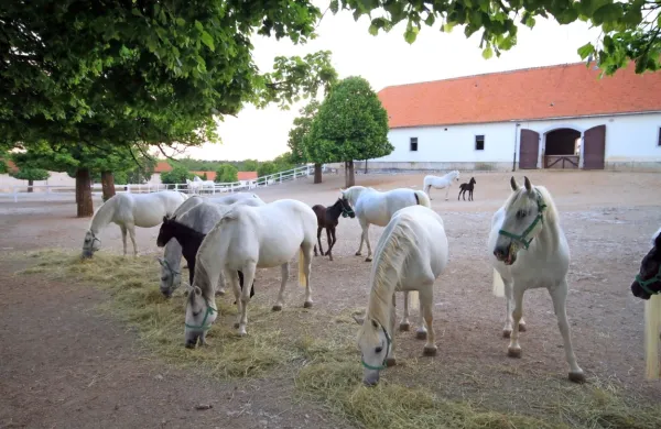 Država v  Lipici na dve leti menja direktorja, pa tudi način 
upravljanja, kar po mnenju strokovnjakov zavira njen razvoj.