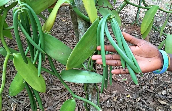 Madagaskarju se obeta manj&scaron;a letina vanilije