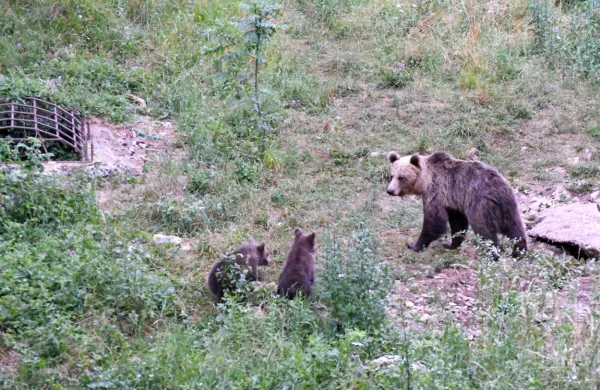 Medveda niso dočakali, je pa pri&scaron;el jazbec