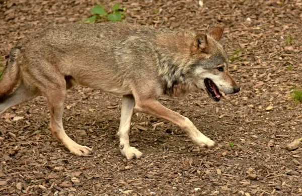 Volk na planini Starijski vrh pokončal deset ovc