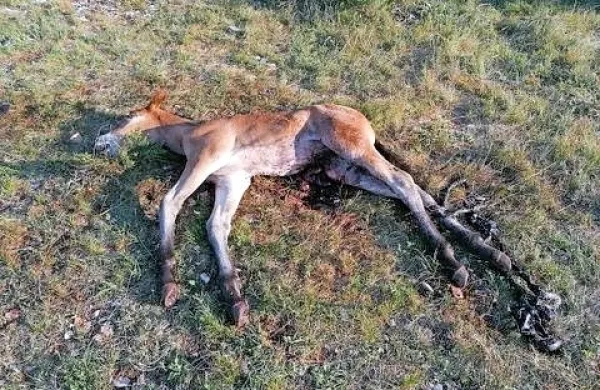 Teden dni stara žrebička je poginila v grozljivih mukah. 
