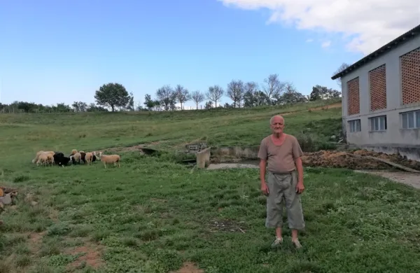 Rudolf Možina na pašniku tik ob hiši, kjer je volk v četrtek pobil šest ovc.
