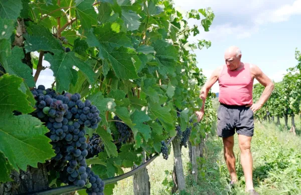 Spremljanje pridelka v  vinogradu Jožka Sakside v Zaloščah  