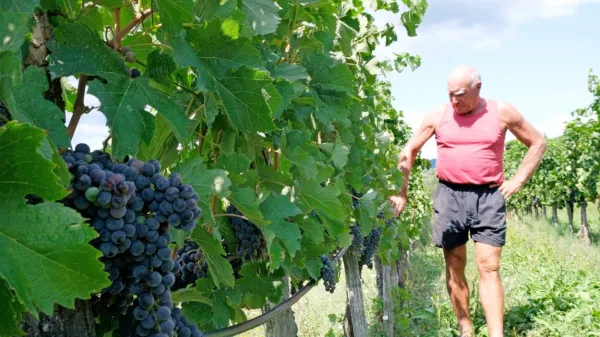 Spremljanje pridelka v  vinogradu Jožka Sakside v Zaloščah  