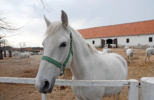 V Kobilarni Lipica so predpisani pogoji glede dobrobiti konj v celoti 
izpolnjeni, za konje je dobro poskrbljeno in so v dobri kondiciji, 
osebje kobilarne pa s konji ravna na primerni ravni.