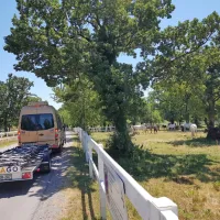Ena izmed bolj privlačnih turističnih točk na poti  je zagotovo Lipica, ki je vselej atraktivno postajališče.