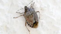 Nadležna marmorirana smrdljivka se pojavlja tudi na Primorskem.