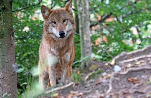 Pri pokolih ovac na Bovškem sumijo na napad volka,  saj so na 
kadavrih sledi ugriza.
