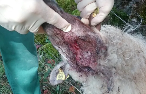 DNK bo razkrila, ali je na Bovškem moril volk samotar, ki je 
povzročal  škodo na Kobariškem.  