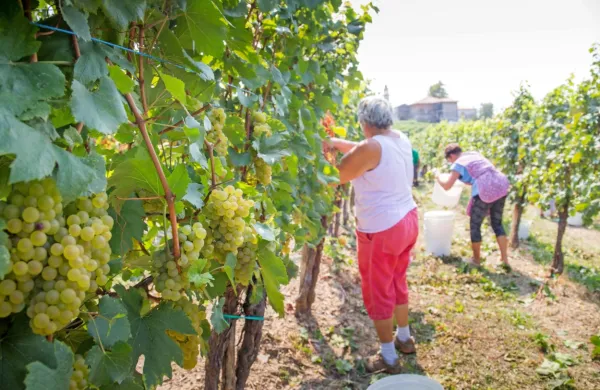 Glavnina letošnje trgatve so bo po napovedih novogoriškega 
kmetijsko gozdarskega zavoda začela proti koncu prihodnjega 
tedna.
