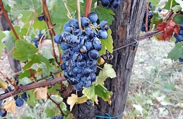 Ker v tej fazi zorenja poškodovane jagode gnijejo, se bodo prave 
posledice toče izkazale šele v naslednjih dneh.