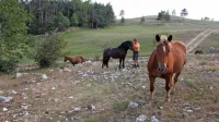 Prizadeti so tudi pašniki. 