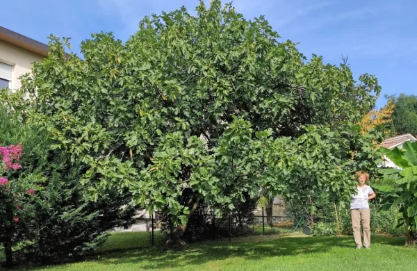Figa že 35 let bogato rodi