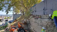 Gradbinci bodo posege za gradnjo predora izvedli izven območja koreninskega sistema platane.