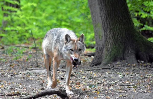 Volkovi ponoči nad Poljanami pobili več kot 30 ovc
