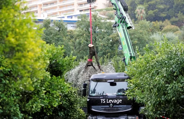 V začetku septembra so v parku v Mentonu na Azurni obali odkrili 
okuženo stoletno oljko in jo uničili. 