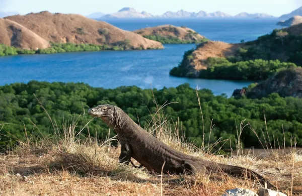 Indonezija ne bo zaprla znamenitega otoka Komodo