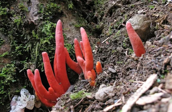 Na Japonskem in v Južni Koreji je umrlo že več ljudi, ki so živordečo strupeno glivo zamenjali za užitno gobo.