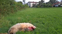 V noči na sredo je šakal pokončal  še zadnjo ovco s kmetije Gregorja 
Slavca.