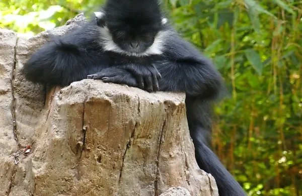 Opica vrste francoisov langur je v naravi prisotna na Kitajskem in 
v Vietnamu. 