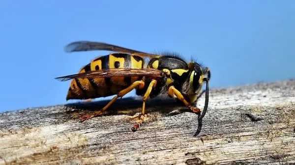 Sr&scaron;eni ogrožali pohodnike