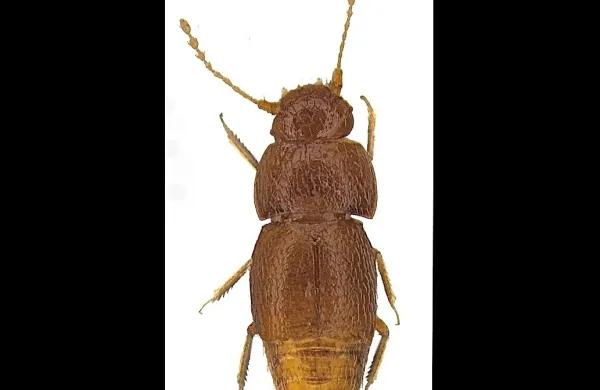 Nelloptodes gretae v dolžino meri manj kot milimeter in nima ne 
oči ne kril. V 60. letih minulega stoletja so ga pobrali iz prsti v 
Nairobiju.