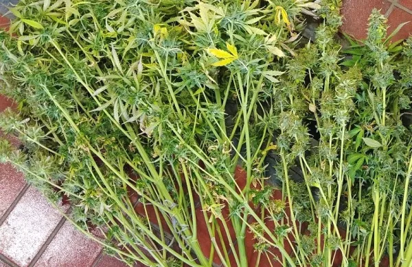 Med hišno preiskavo na parceli v okolici Kopra so zasegli osem 
precej visokih sadik marihuane.  