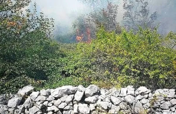 Pristojni po avgustovskem požaru na Cerju, ki je uničil skoraj sto 
hektarjev gozdnih površin, tudi Park miru, nadaljujejo s pogozdovanjem prizadetega območja.