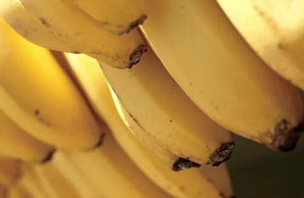 V Italiji med bananami na&scaron;li več kot tono kokaina