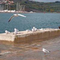 Izola