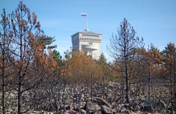 V prvi fazi saditve bodo pogozdovali ožje območje okrog Pomnika 
Miru na Cerju.