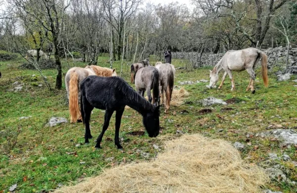Po ponedeljkovem odkritju kadavra v ogradi postopki še niso 
končani. 