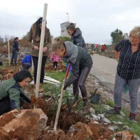 Cerju so vrnili drevesa