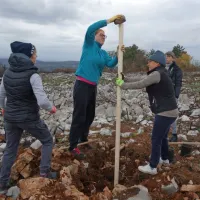 Cerju so vrnili drevesa