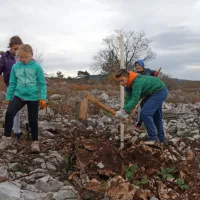 Cerju so vrnili drevesa