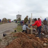 Cerju so vrnili drevesa