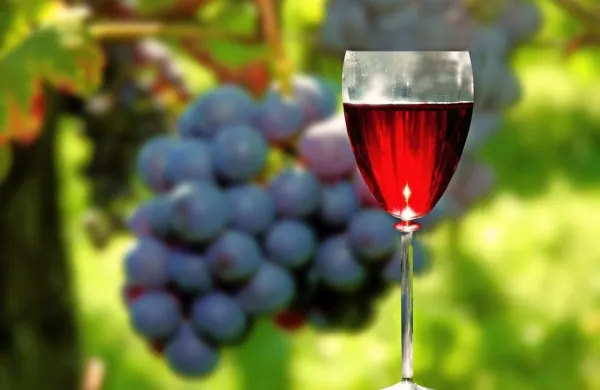 V EU lani prodali 15 milijard litrov vina