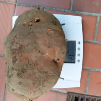 Mega krompir v Velikih Žabljah