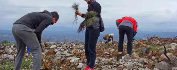 Ob sajenju Drevoreda hvaležnosti je zbrane na Cerju čakalo manj 
hvaležno sajenja malih črnih borov med tako rekoč sam kamen.