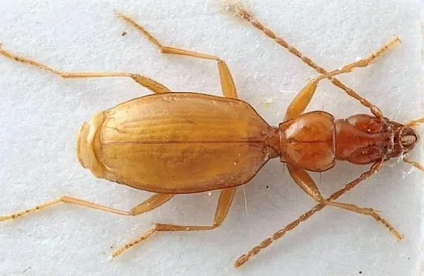 Hrošč na fotografiji na črnem trgu oziroma tako imenovanih 
borzah insektov doseže vrednost več sto evrov.