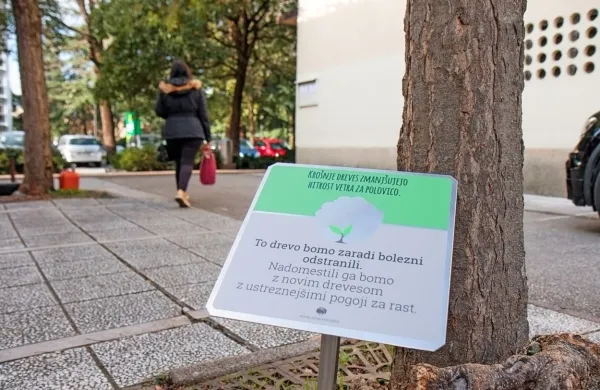 Table sporočajo, zakaj bodo drevesa posekali in da jih bodo tudi 
nadomestili. 