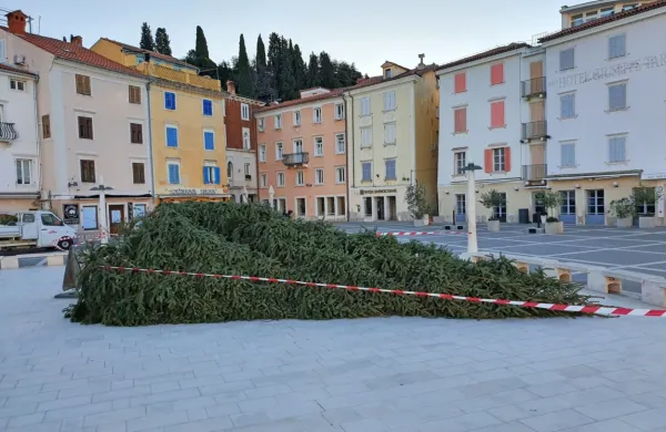 &Scaron;ijon podrl smreko, zdaj že znova stoji