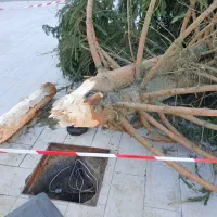 &Scaron;ijon podrl smreko, zdaj že znova stoji