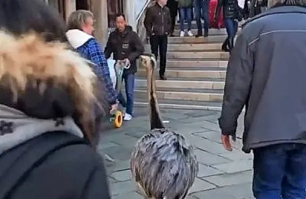 Slovenska nanduja dvigovala prah v Benetkah