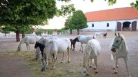 Vlada je Kobilarni Lipica podelila 25 letno koncesijo za izvajanje 
javne službe, ki obsega tudi konjerejo in konjeništvo.