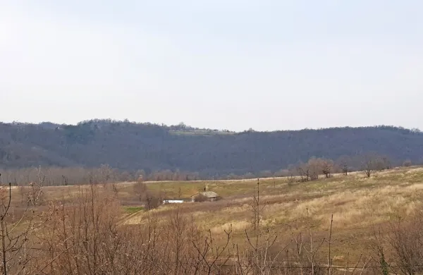 Na tem 184.425 kvadratnih metrov velikem zemljišču pred Pučami 
bo moral izbrani zakupnik urediti oljčnik. 
