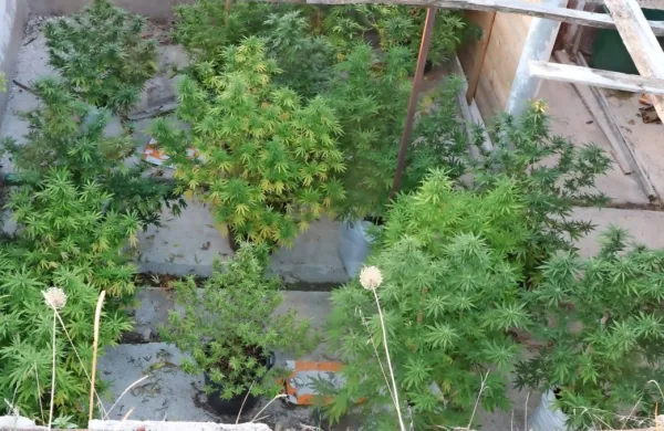 Izolanu zasegli 18 rastlin konoplje in 10 gramov posu&scaron;enih delcev